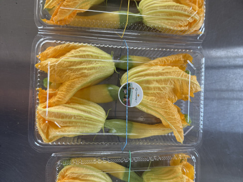 富山県産 花ズッキーニ 8本