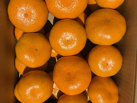 農薬・化学肥料不使用　小田原のミカン　(10㎏)