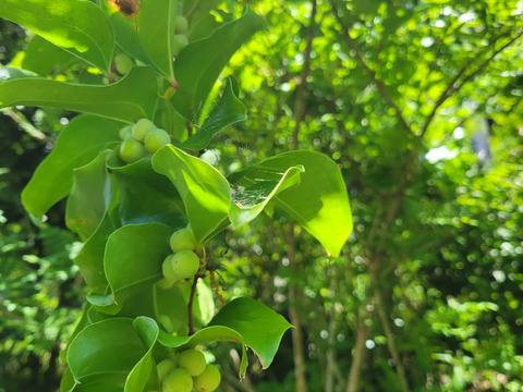 🍅夏を盛り込み！京都美山の京野菜セット❗🥬【80サイズ】【6品目】