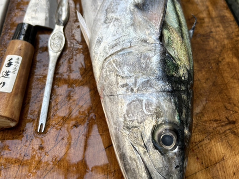 日間賀島産、天然鰆【脂質9%個体】 脂乗り抜群‼︎ わた，エラだし処理