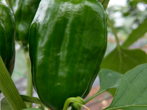 採れすぎて大特価！！信州産ピーマン１㎏（約32個前後）