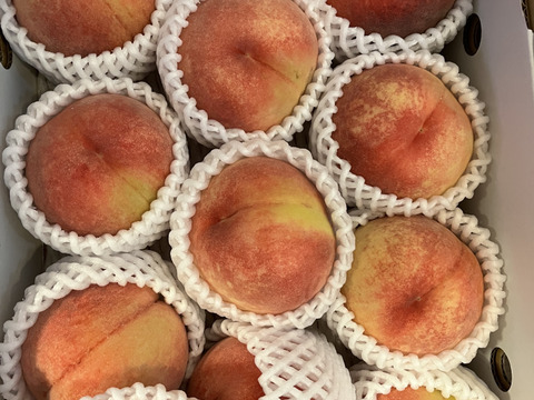 川中島白桃　お値下げ❕！　ご好評販売中　これぞ！信州ならではの晩夏の銘桃　訳あり　ご家庭専用コース　2.8キロ