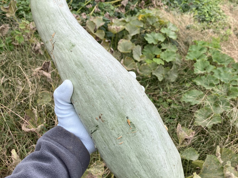 自然栽培冬至用かぼちゃ甘龍4.5kg