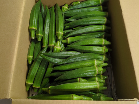 収穫当日出荷！穫れたて『オクラ』1kg