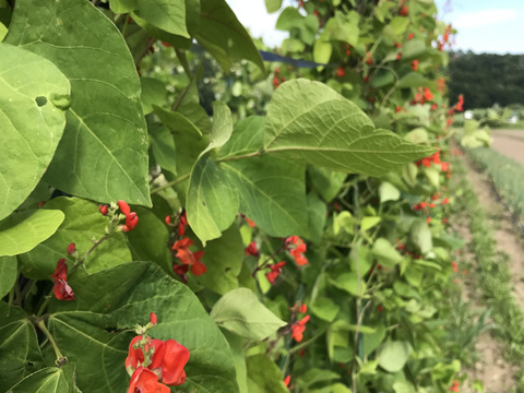 北海道産　紫花豆　500g（250g✖️2p）