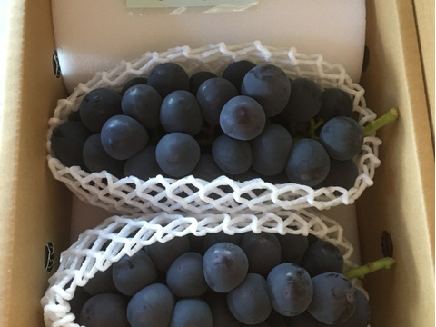【9月発送！予約販売！朝採れ新鮮】山梨県産種無し巨峰約1Kg(2房)