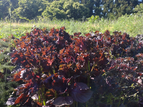 ちりめん赤紫蘇 茎付きの葉15本以上 ちりめん赤しそ 赤じそ（約25cm）農薬除草剤等不使用🏣ゆうパック ※常温発送※花や実が付いています（2025.10.2）