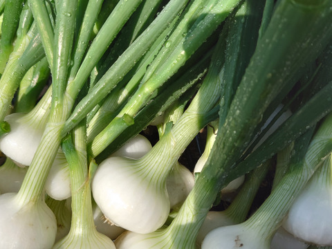トロットロ甘い！葉付き白玉ねぎ　1kg