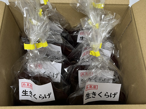 福岡県糸島産生きくらげ約70g×10個(約700g)