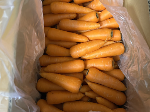 かわいい人参。（水洗い品）大容量１０kg