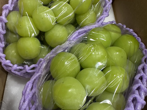 🟢再販🟢人気NO.1商品！！2025年★冷蔵★1.1〜1.2㎏ 2房★種なしシャインマスカット★朝どれ　9月上旬より順次発送！生産量日本一の山梨県産★