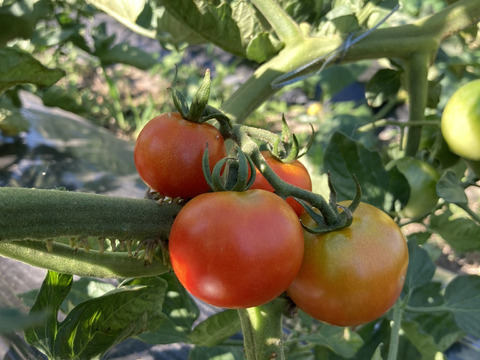 【京都府産】旬の定番夏野菜セット（10品）