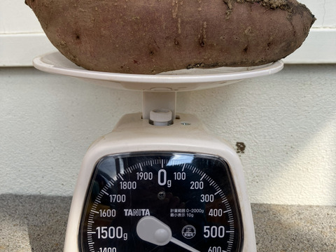 自然栽培〈規格外べにはるか〉大分県産さつまいも 4kg