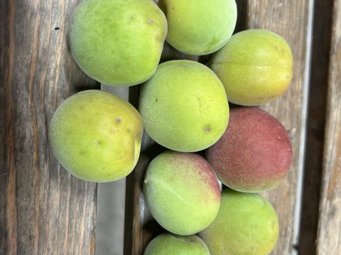 期間限定！！本場紀州産！南高梅10㎏青梅
梅酒・梅ジュース用