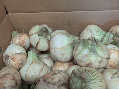 【家庭用】元気いっぱいの淡路島 新玉ねぎ！（10ｋｇ）【ひょうご安心ブランド認証】シェアや飲食店さん向け　訳あり