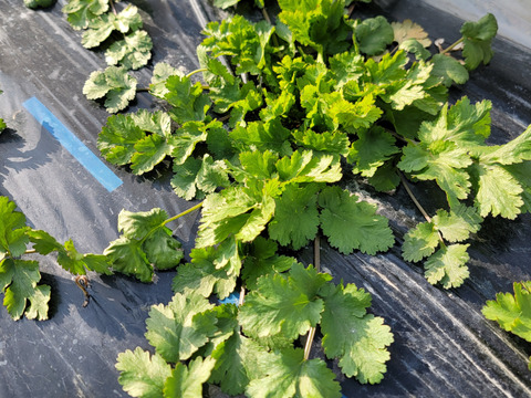 食べ頃の葉のみ収穫！農薬不使用でそのまま食べられるパクチー100g