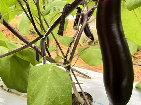 宮崎県産なす&きゅうり　新鮮野菜5キロ