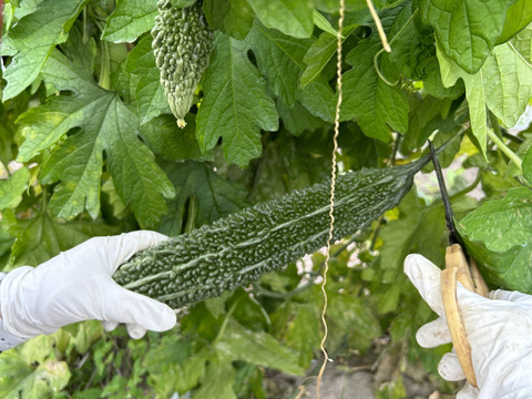 ミニトマト【恋味アミューズ】＆ゴーヤセット