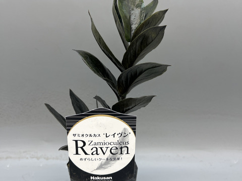 【希少品種！】ザミオクルカス・レイヴン　苗2.5号