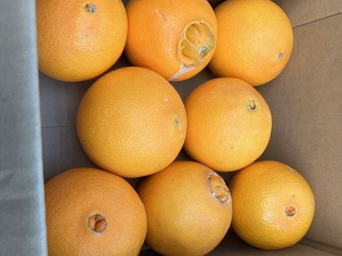 三ヶ日ネーブル約1.5kg（約200g8玉）