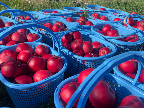 【完売】紅の夢 お菓子作りにオススメ！ 家庭用 2.3kg(6～12個)