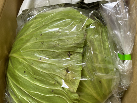 みっしり！甘～い雪下キャベツ【中玉】（1玉で約1.7kg程度）