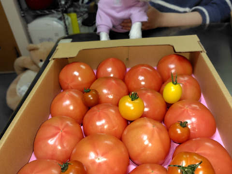 100％純トマト🍅4キロ箱【雪ちゃんトマト】桃太郎トマトL or Mサイズ
