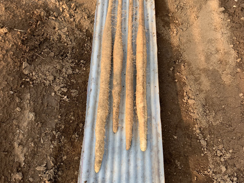 【冬ギフト】とろっとろ　大分県産 自然薯　「ねばりごし一本」（カット９００ｇ）