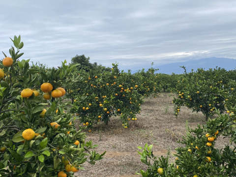 大人気！ゆら早生みかん　(ご家庭用・5kg)