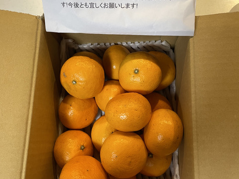 春の密柑「カラマンダリン」3㎏入り「愛媛県産」