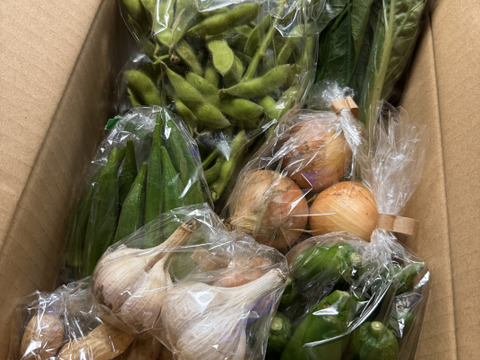 Mサイズ ＊旬野菜セット(約8~9品)【農薬：栽培期間中不使用】
