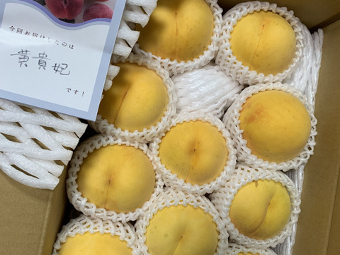 【職人技】黄桃　品種は何が届くかお楽しみ♪3㎏（6-11玉）【夏ギフト】
