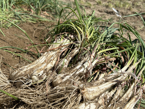 採れたて！根付き砂付き鳥取らっきょう　2kg