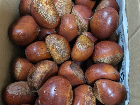 熊本産　ごろごろ大きい和栗🌰2キロ　自然栽培　朝採り直送◎