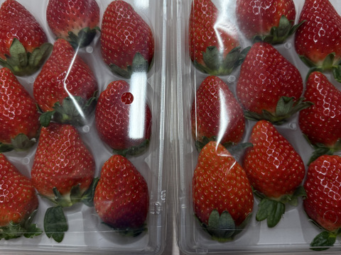 濃厚な味わい苺ピストロベリー　260g×4