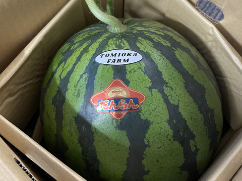 【2026年春！】熊本発！春の大玉スイカ1玉