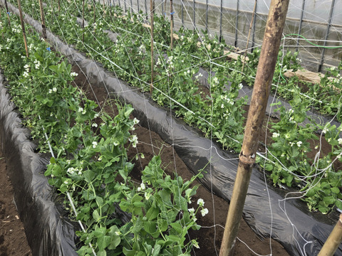 元気たっぷりスナップエンドウとベビーリーフ各500g