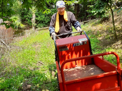 【古城梅】ゴジロウ「L～２L」３kg和歌山産