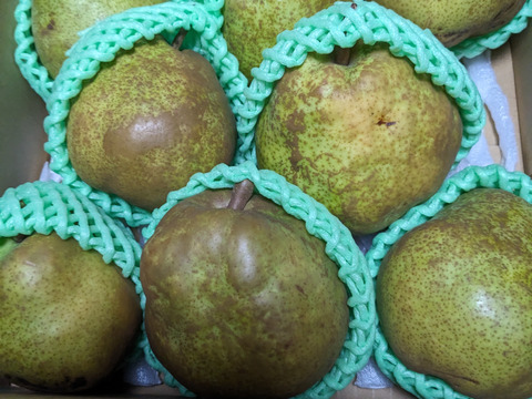 フードロスにご協力下さい‼️山形県産ラフランス【訳あり4キロ】