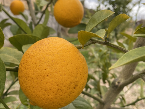 【数量限定・訳ありでお得】
マイヤーレモン／ビラフランカ／璃の香
3種おまかせレモンセット