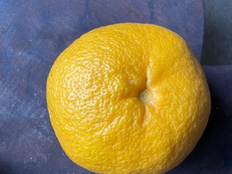 自然栽培　夏みかん　樹齢50年以上の木