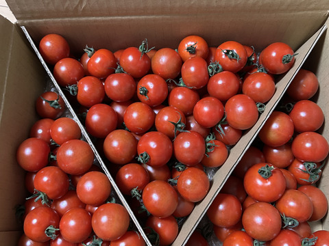 食べ出したら止まらない※糖度９度以上※おいし～甘～いフルティカ※2kg※トマ糖※