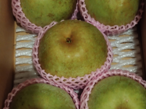 幻の梨！『清流球磨梨』かおり　約3kg(3〜7個入り)