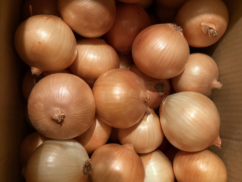 有機肥料100%！淡路島玉ねぎ20kg