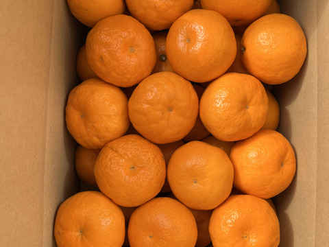 爽やかな甘みのはるみ　5キロ入