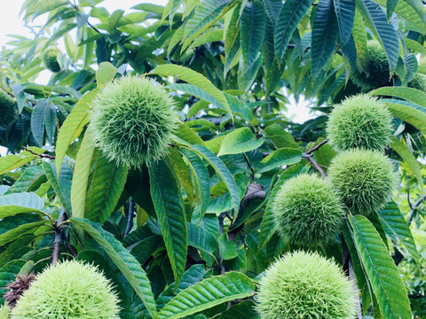 完売御礼☆ありがとうございました！【自然栽培】秋の味覚！　栗２kg　L～特大ミックス　ホクホク濃厚！旬の恵み