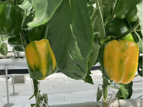 【1キロ】💛めちゃくちゃ甘い　ジューシー肉厚　黄色パプリカ💛