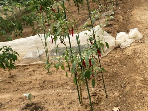 岡山県産の乾燥タバスコを100個