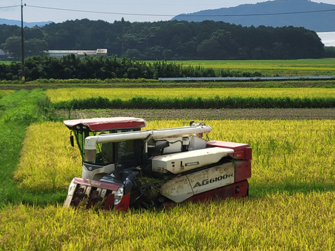 精米10kg令和6年産秋田こまち新米