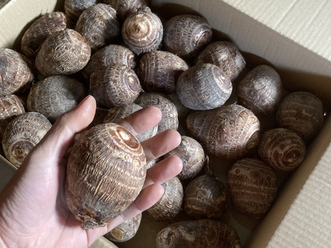身が白く美しくねっとり食感！愛媛県産「ひめ美人」里芋3kg